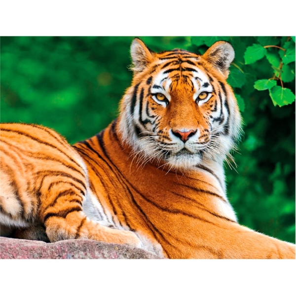 фото Алмазная мозаика "тигр", 40х50 см, (662427) остров-сокровищ